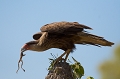 caracara saisissant une grenouille